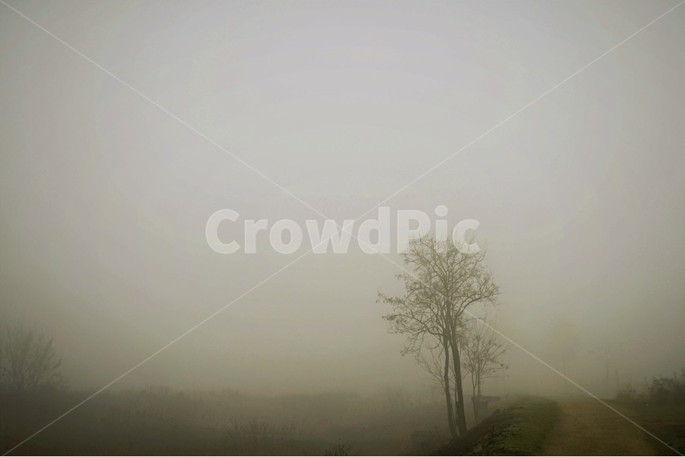 안개,나무,겨울,새벽안개,풍경,식물,자연,풍경,nature,landscape,weather,날씨,outdoors,옥외