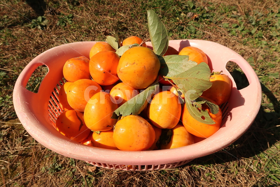 귤,밀감,과일,가을과일,음식,food,plant,식물,농산물,음식,식재료,요리,food,cook,meal,dishes,food reserves,과일,열매,fruit
