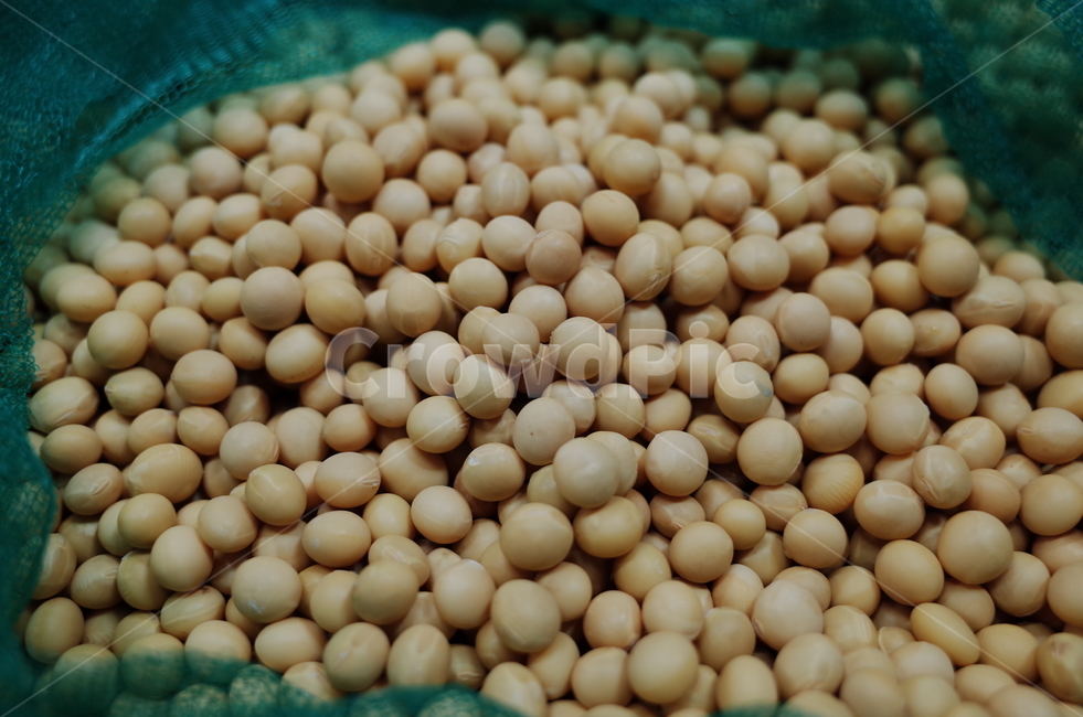 콩자루,콩푸대,콩수확,수확,harvest,햇콩,bean,soybean