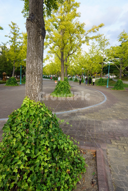 나무,공원,한적한,자연,산책,담쟁이
