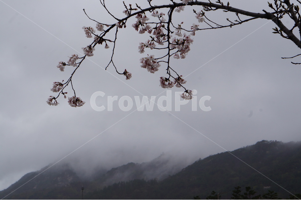 산,벚꽃,풍경,구름,봄,흐림,봄,계절,spring,season,식물,자연,plants,nature,꽃,flower,plant