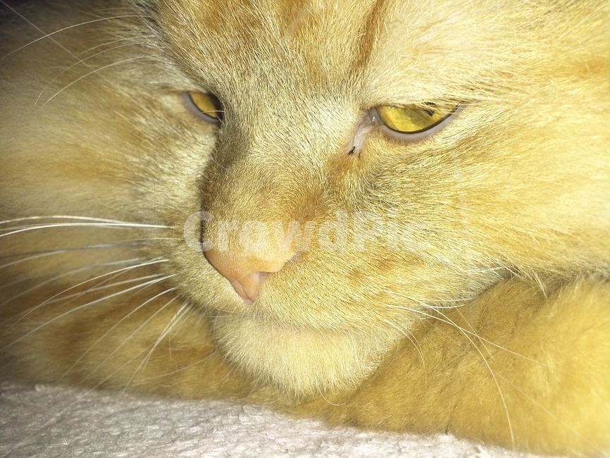 고양이,사자,무표정,심술,귀찮아,노란고양이,cat