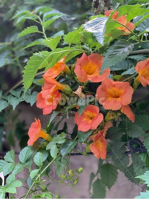 꽃,flower,주황,orange,푸릇함,싱그러움,자연,nature,잎,leaf