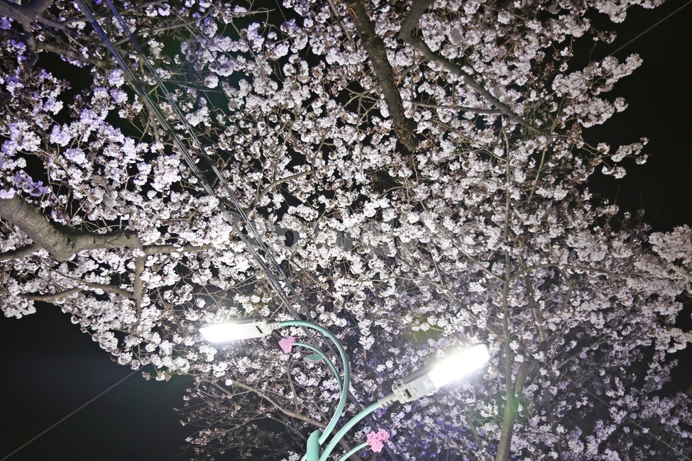 벚꽃,cherryblossoms,벚꽃나무,봄꽃,springflowers,봄,계절,spring,season,야경,밤,풍경,nightscape,night,landscape,식물,자연,plants,nature,꽃,flower,나무,trees,wood