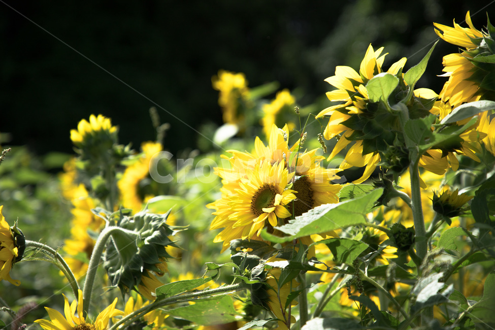해바라기,꽃,해바라기꽃,여름,식물,감성,sunflower,flower,plant,summer,식물,자연,plants,nature,꽃,flower