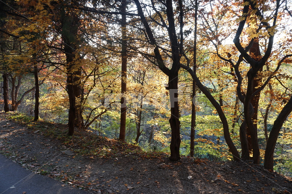 tree,나무,plant,식물,treetrunk,식물,자연,plants,nature,나무,trees,wood