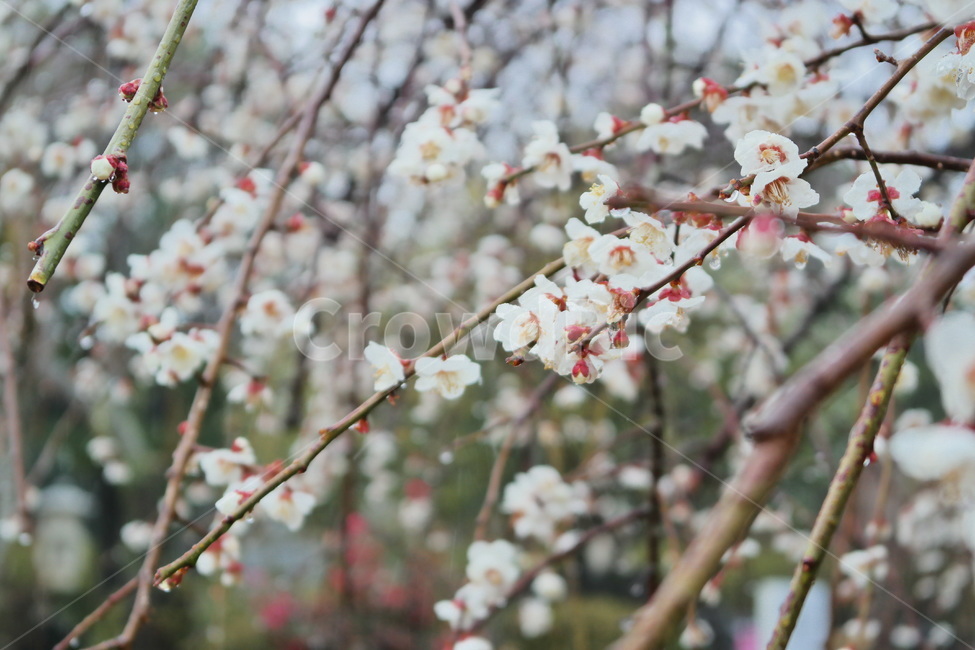 매화,봄꽃,봄,봄비,비,꽃,flower,blossom,plant,식물
