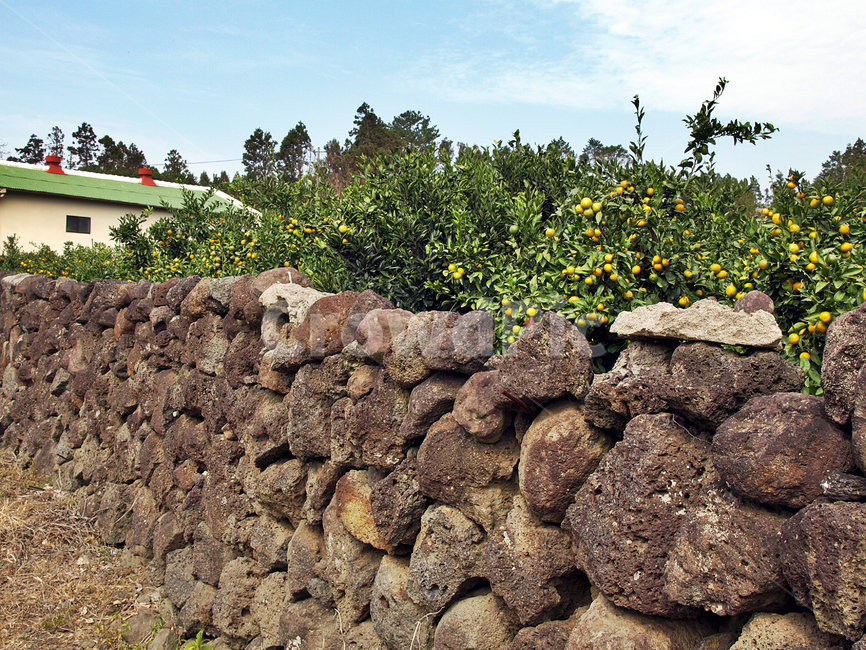 월평마을,올레8코스,올레길,제주,서귀포,밭,돌담,귤밭,자연,풍경,nature,landscape,제주도,jeju,jeju island,wall,벽,rubble,파편,stone wall