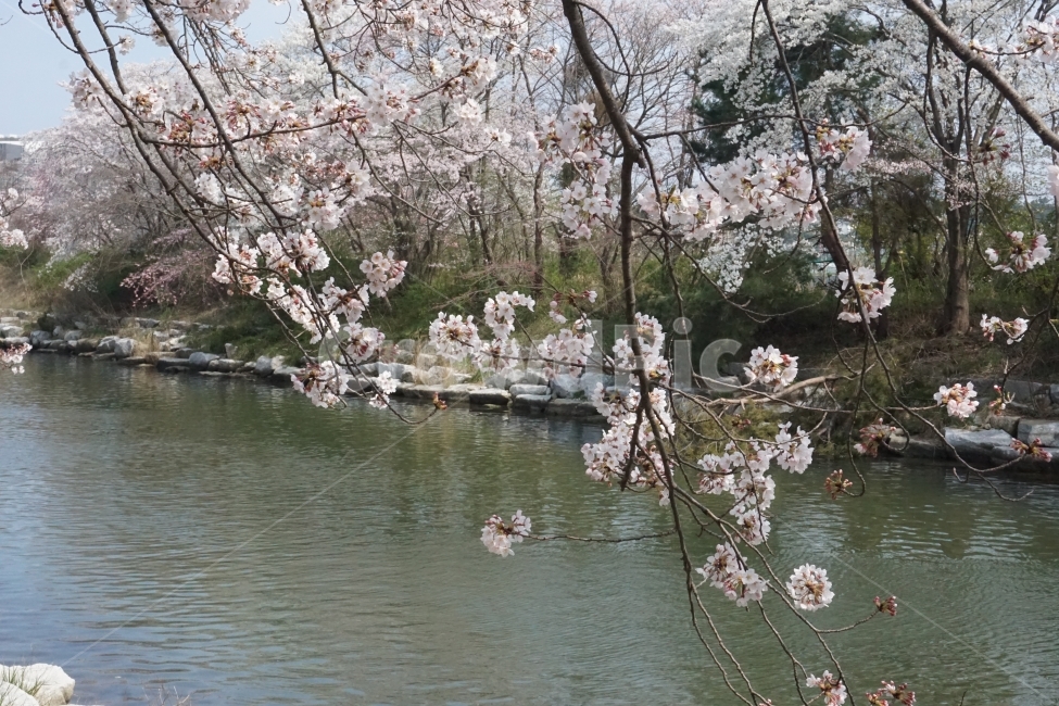 봄,계절,벚꽃,자연,핑크,분홍,봄,계절,spring,season,식물,자연,plants,nature,꽃,flower,plant,blossom,cherry blossom