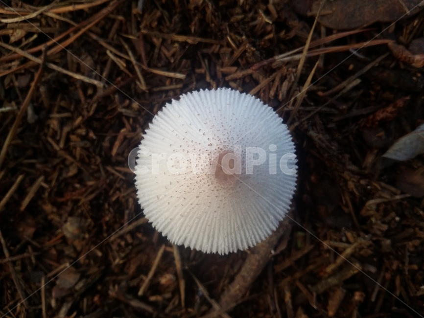 식물,버섯,자연,땅,나뭇가지,버섯,mushroom