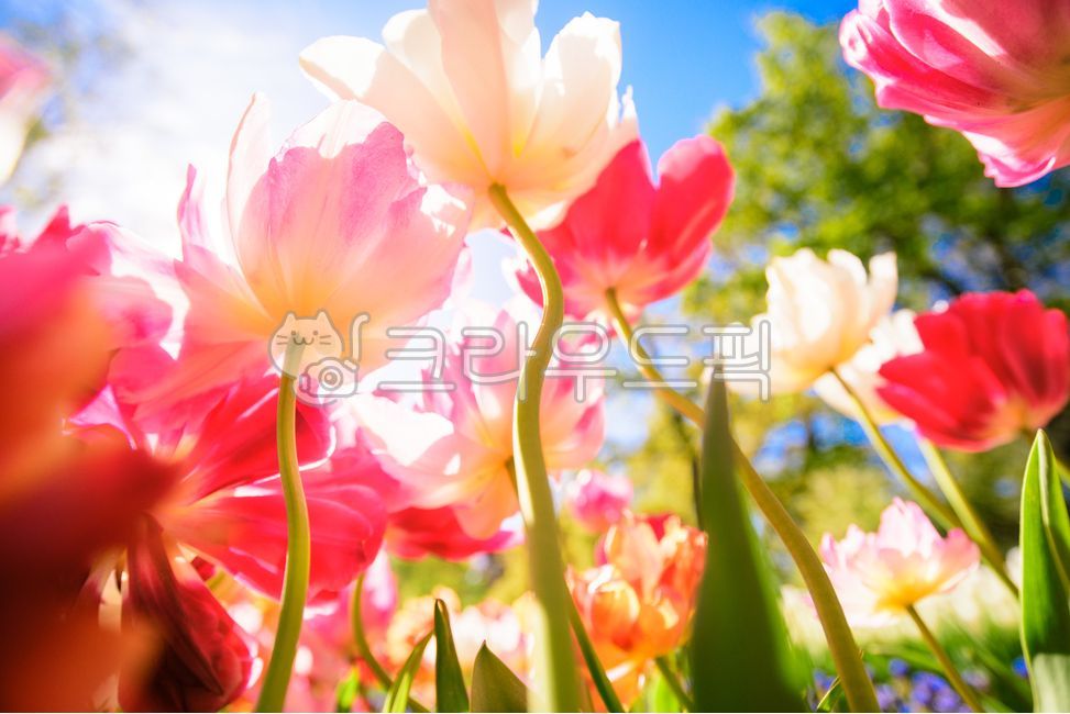 봄,봄꽃,꽃,꽃밭,꽃축제,화창한,화려한,예쁜,꽃구경,가든,garden,flower,blossom,울긋불긋,다채로운,로우앵글,화사한,환상적인,꽃잎,petal