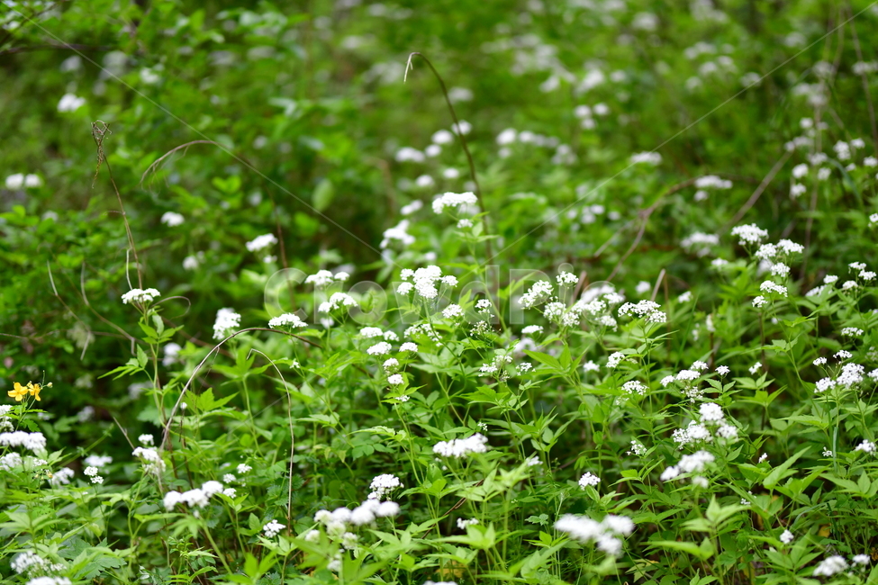 봄,만인산,꽃,풀,천궁꽃,숲,초록색,평온함,흰색꽃