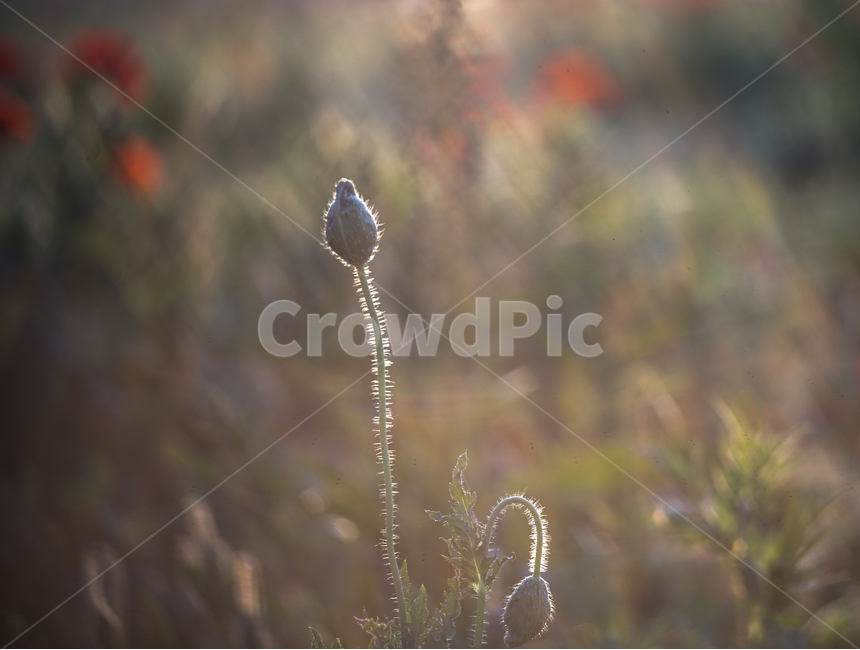 양귀비,미인,중국,꽃,자연,6월,화초,식물,자연,plants,nature,꽃,flower