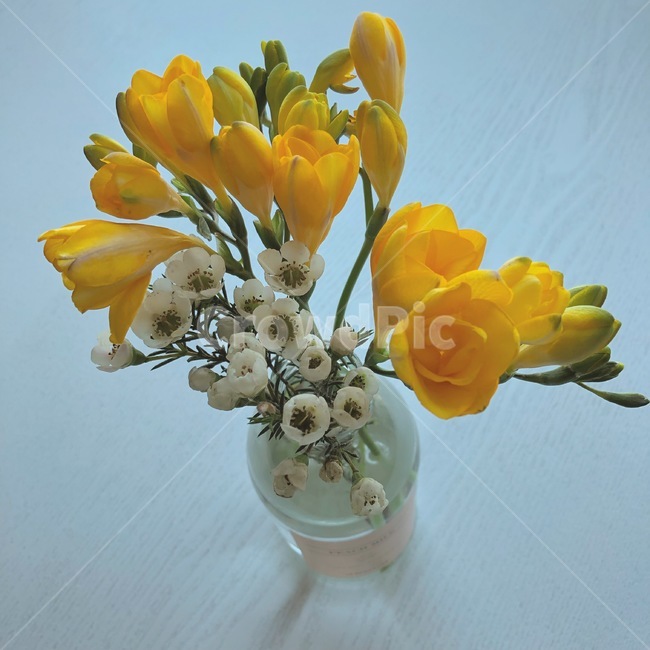 꽃,생화,프리지아,노란색,봄꽃,실내용화초,화분,화초,house plant