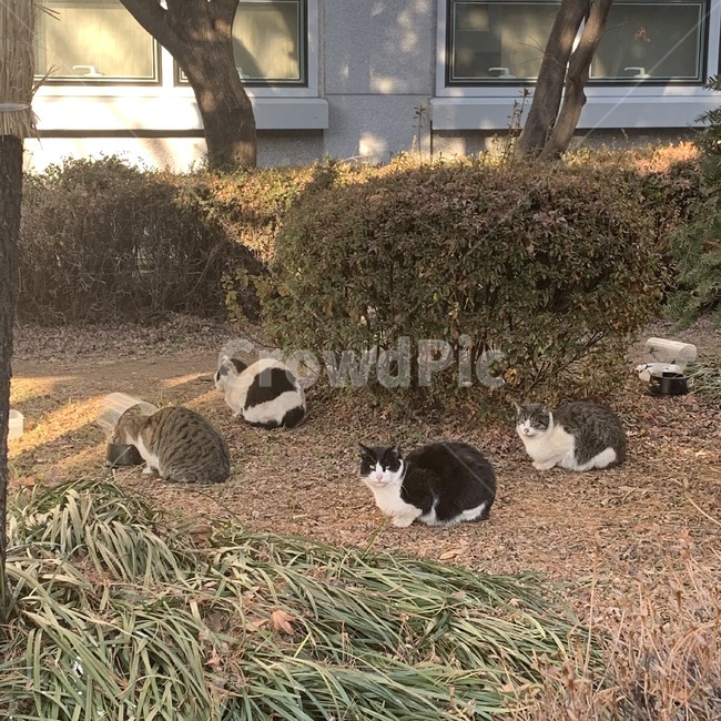 고양이,식빵,단체생활,길고양이,해질녘