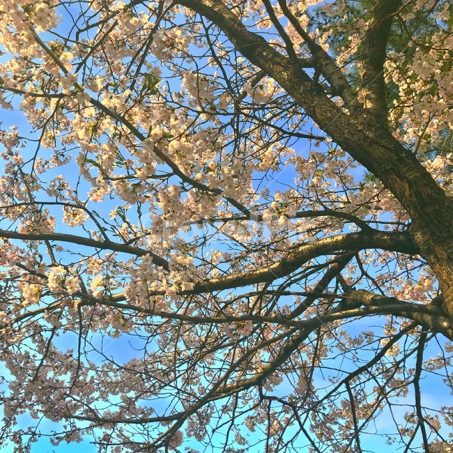 강원도,벚꽃,벚꽃구경,벚꽃나무,벚꽃놀이,sakura,하늘,cherryblossoms,cherryblossom,감성,색깔,보정,색상,색채,채도,색감,color,feeling,colersence,cherryblossoms,pink,cherryblossom
