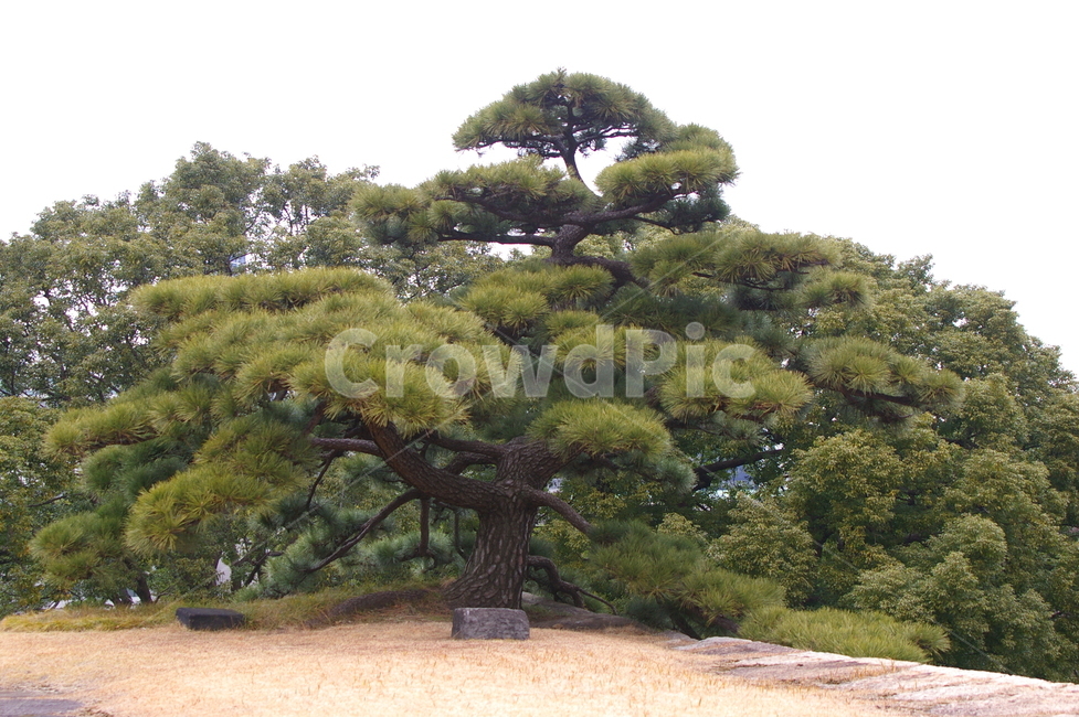 나무,식물,tree,plant,야외,treetrunk,나무줄기