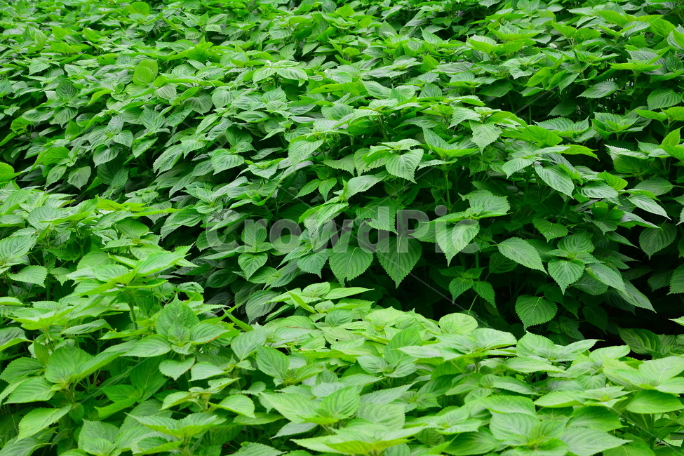 깻잎,들깨잎,들깨,장아찌,쌈재료,향기,들기름,건강식품,식재료,깻잎전,초본,식물,1년초,밭농사,시골,재배,신선한,싱싱한,채소,잎채소,들깨밭,무성한,풍작,녹색,그린,green,perilla,식물,자연,plants,nature,채소,야채,vegetables,산업,industry,industrial,농업,농사,agriculture,farming,farming industry