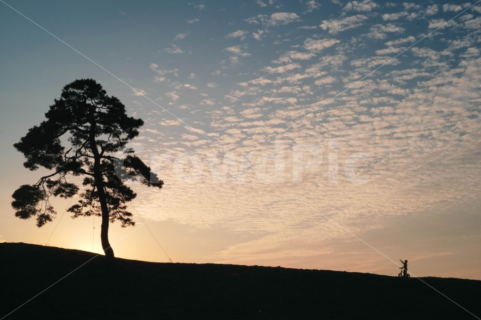 풍경,노을,어린이,자전거,토성,식물,자연,plants,nature,나무,trees,wood,사람,인물,인간,human,person,어린이,어린아이,child,children,kid,인물실루엣,사람실루엣,character silhouette,human silhouette,tree,plant