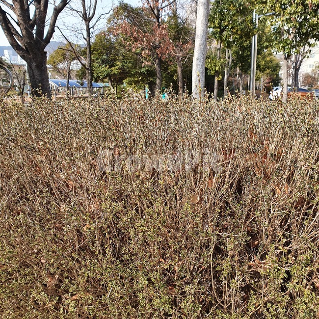 tree,나무,plant,식물,treetrunk,나무줄기,겨울