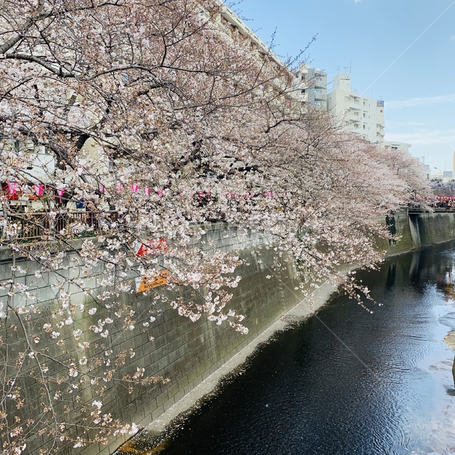 벚꽃,꽃,햇살,강변,봄,분홍색,도쿄,일본,감성,풍경,봄,계절,spring,season,해외,외국,세계,foreign,oversea,world,plant,식물