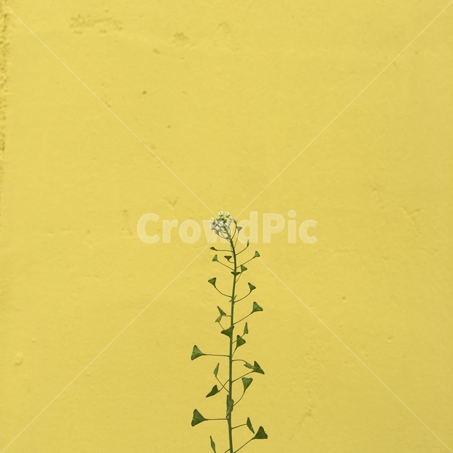 벽,들꽃,yellow,flower,노랑,wall,꽃,식물,plants,식물,자연,plants,nature,꽃,flower