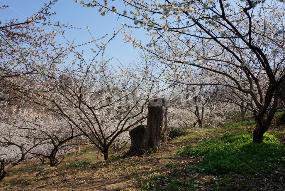 매화마을,매화나무,봄꽃,봄,매화,봄,계절,spring,season,자연,풍경,nature,landscape,plant,식물,tree,나무,tree trunk,나무 줄기