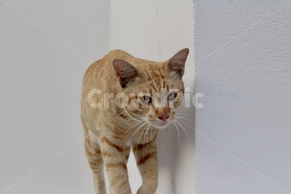 고양이,야생고양이,자연,길가,태국,동물피사체,동물,animal,포유류,mammal,고양이,cat,kitten,kitty