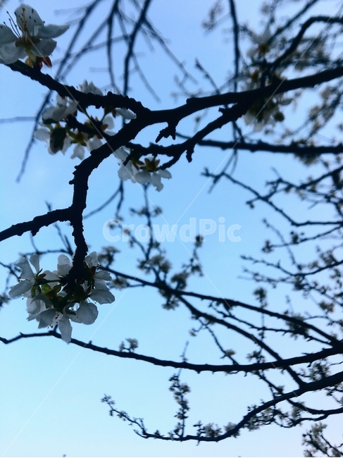 하늘,sky,flower,꽃,봄,plant,식물