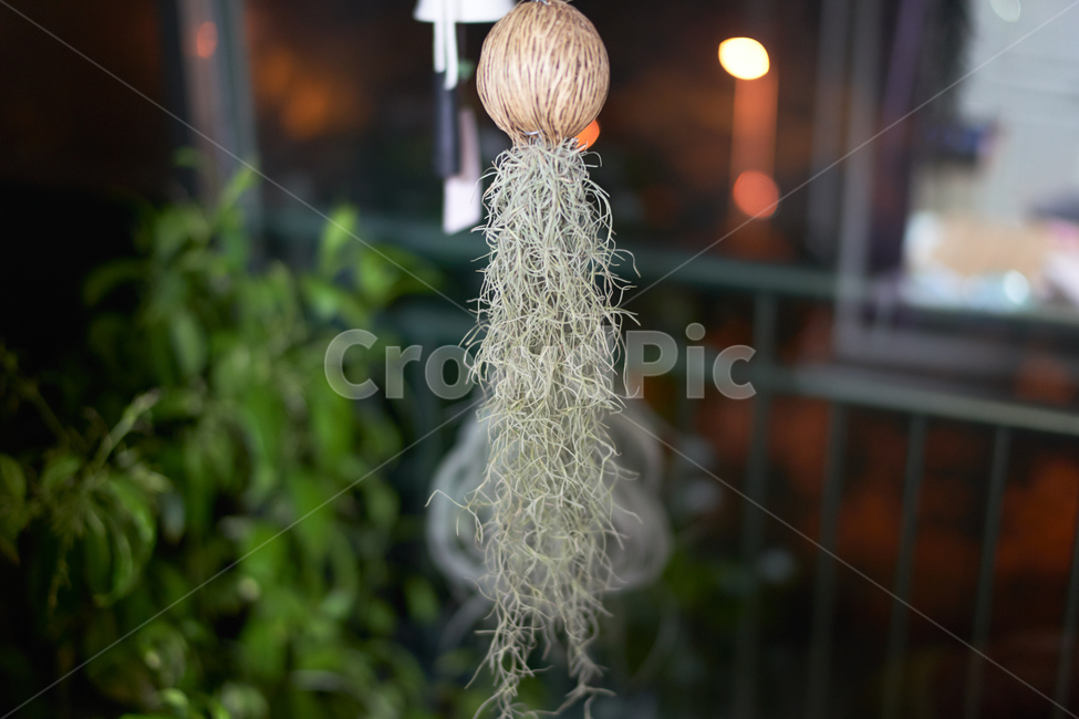 틸란드시아,tilandsia,수염,밤,배경,식물,plant,night,바탕화면,식물,자연,plants,nature