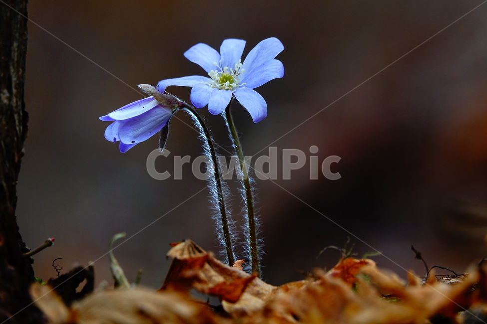노루귀,봄,야생화,숲,꽃,식물,자연,plants,nature,꽃,flower