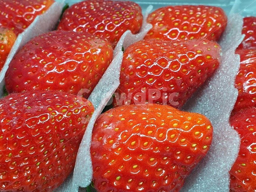 딸기,과일,strawberry,스트로우베리,스트로베리,fruit,프룻,후루츠,후르츠,상품,투명케이스,플라스틱케이스,식품,식자재,식재료,사물,오브젝트,object