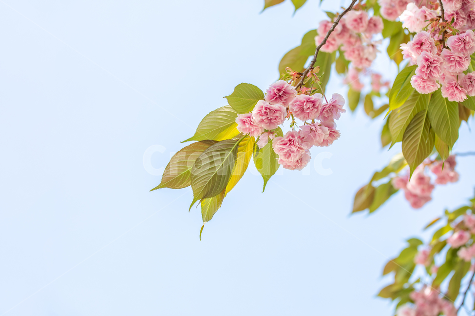 겹벚꽃,벚꽃,왕벚꽃,벚꽃나무,봄꽃,식물,활짝핀,나무가지,봄,핑크,꽃,분홍꽃,나무,가지,꽃송이,야외,자연,배경,계절,cherryblossom,springtime,flower,pink,tree,branch,nature,plants,season,spring,plant,식물,자연,plants,nature,꽃,flower