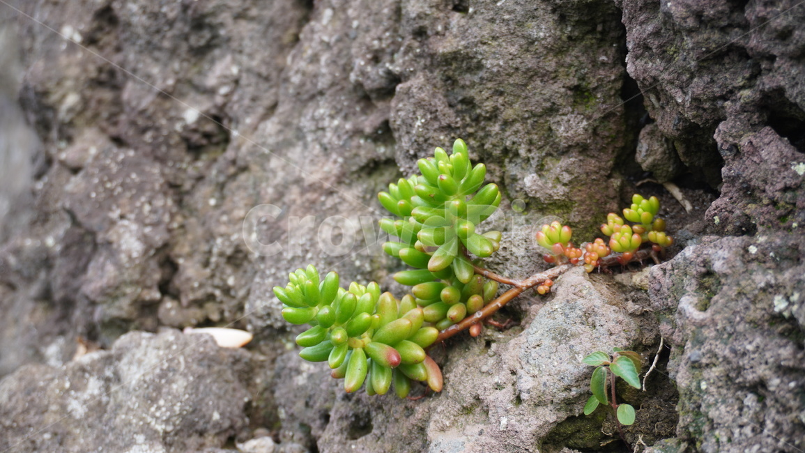 선인장,제주도,식물,plant,돌,식물,자연,plants,nature