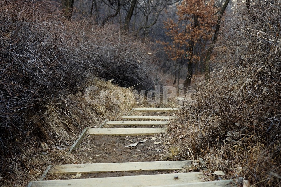겨울,나무,숲,계단,길,자연,자연,풍경,nature,landscape