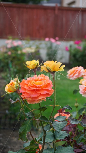 장미,꽃,식물,plant,rose,graden,꽃,flower
