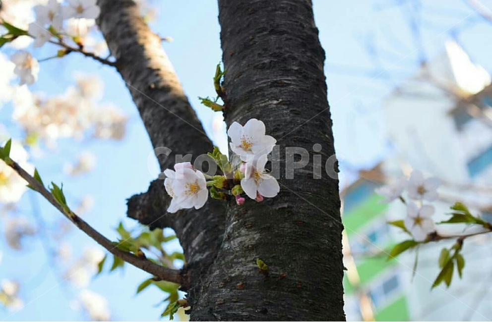일상,자연,경치,벚꽃,나무,꽃,봄,계절,spring,season,식물,자연,plants,nature,꽃,flower,plant,tree