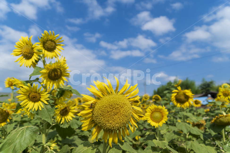 해바라기,노란색,하늘,파란색,여름,꽃,자연,풍경,nature,landscape,식물,plants,꽃,flower,plant,blossom