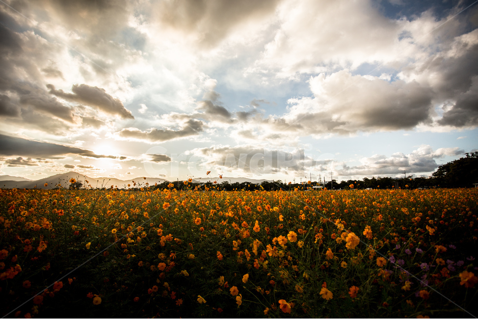 노을,풍경,들판,코스모스,하늘,경주,구름,자연,풍경,nature,landscape,식물,plants,꽃,flower,grassland,목초지,field,들,outdoors,옥외,rural,농촌,farm,농장,meadow