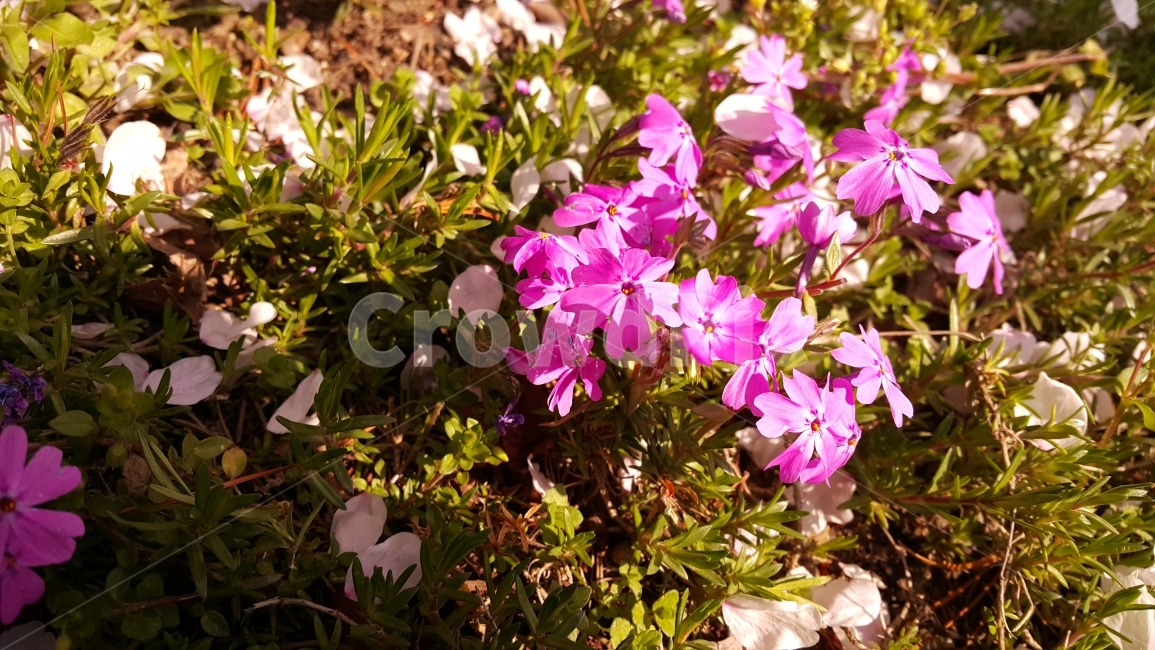 꽃,꽃사진,자연,진달래,분홍색,식물,자연,plants,nature,꽃,flower
