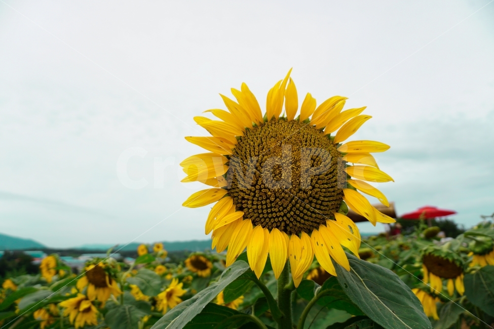 가을,해바라기,꽃,감성,하늘,여름,계절,summer,season,식물,자연,plants,nature,꽃,flower,plant,blossom,sunflower