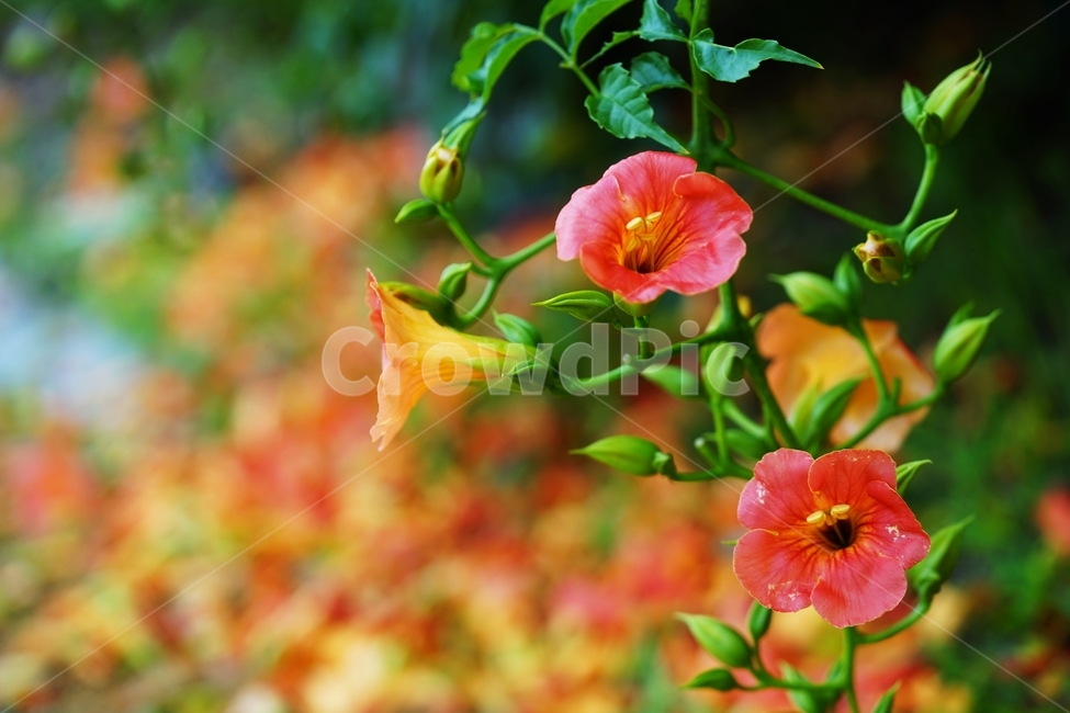 능소화,꽃,여름꽃,주황색꽃,식물,식물,자연,plants,nature,꽃,flower