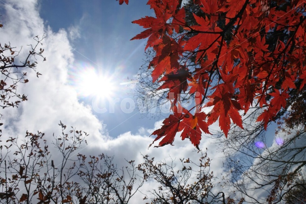 설악산,단풍,구름,태양,나무