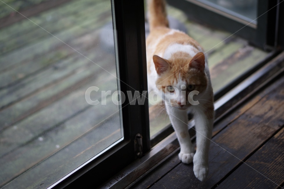 mammal,고양이,animal,동물,pet,동물,animal,포유류,mammal,고양이,cat,kitten,kitty