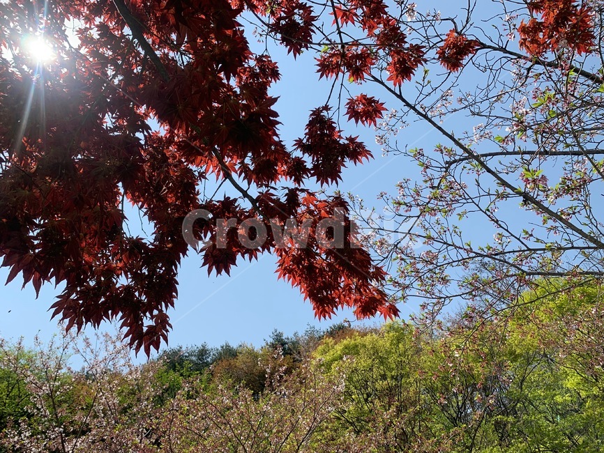 단풍,단풍잎,햇살,하늘,단풍나무,가을,계절,fall,autumn,season