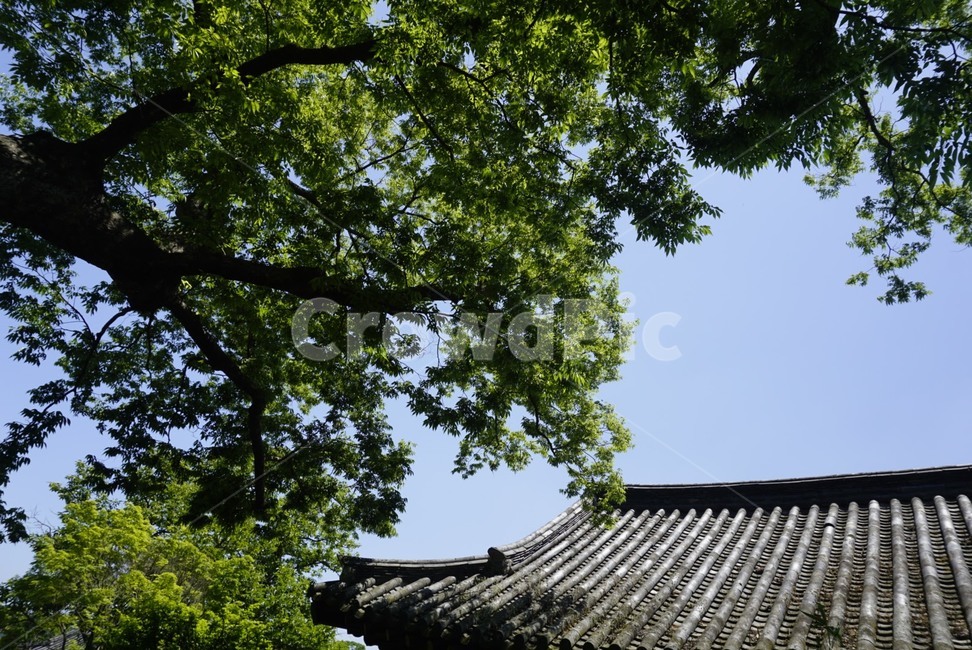기와지붕,기왓집,나무,풍경,한옥,한국전통,한국문화,korean traditional,korean culture