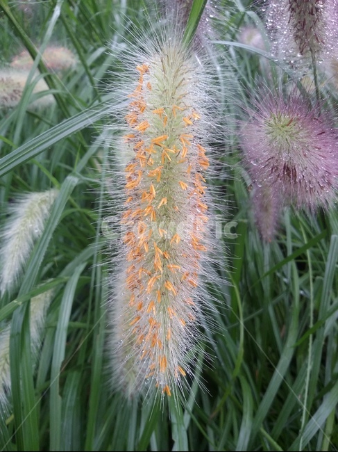 식물,plant,자연,natuer,leaf,잎,식물,자연,plants,nature