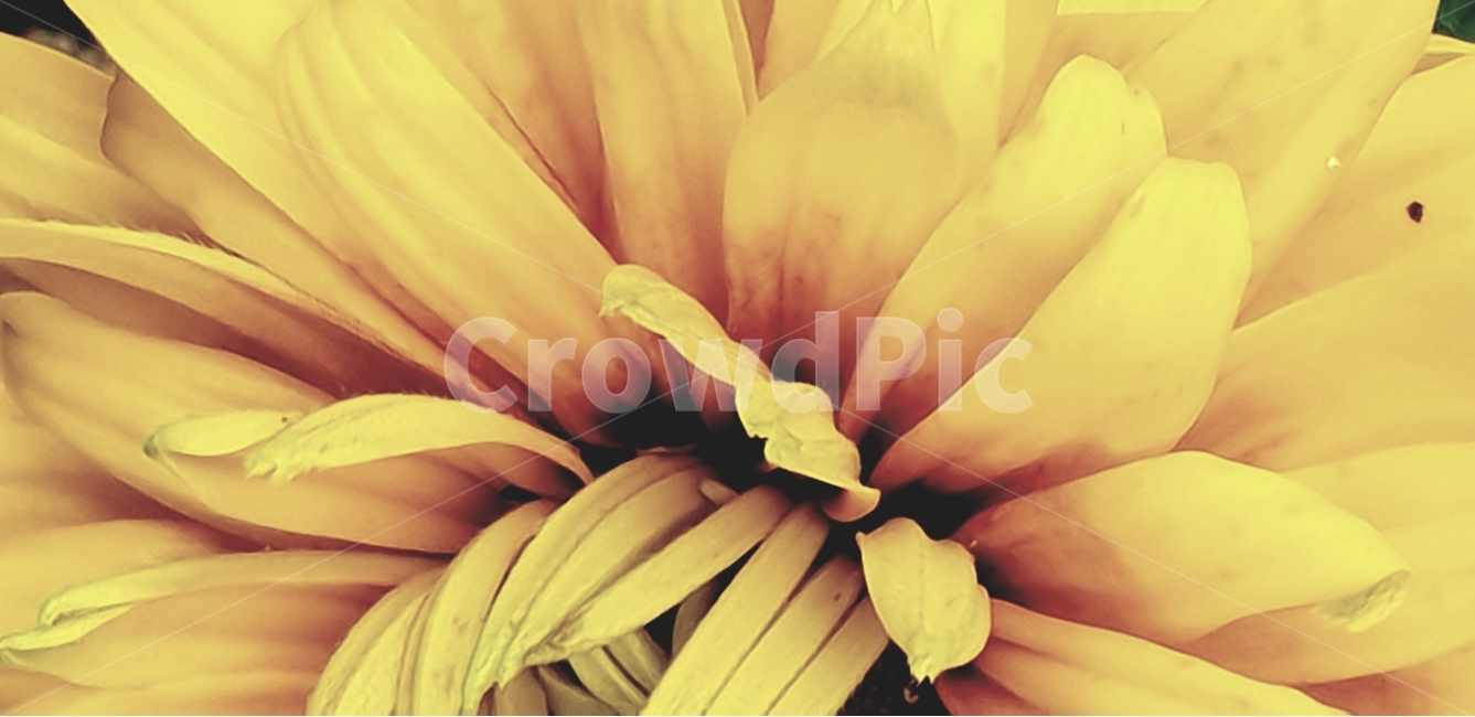 루드베키아,꽃,flower,노랑색,backgroundimage,배경이미지,다년생,여름꽃,자연,야생화,nature,배경,배경화면,색감,바탕,텍스쳐,질감,패턴,이미지,식물,자연,plants,nature,꽃,flower