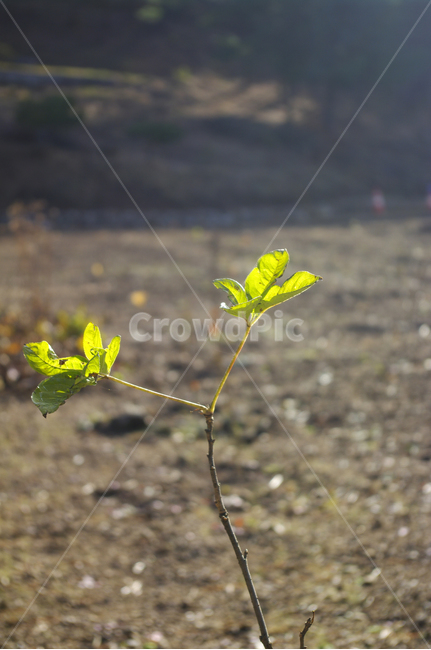 나무,잎,식물,plant,초록,식물,자연,plants,nature
