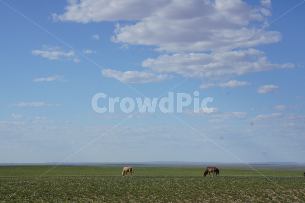 mongolia,sky,horse,몽골,말,하늘,초원,풍경,구름